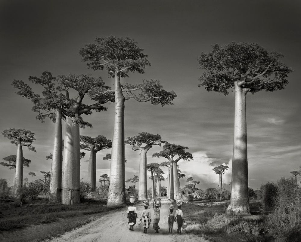 Baobab trees Madagascar