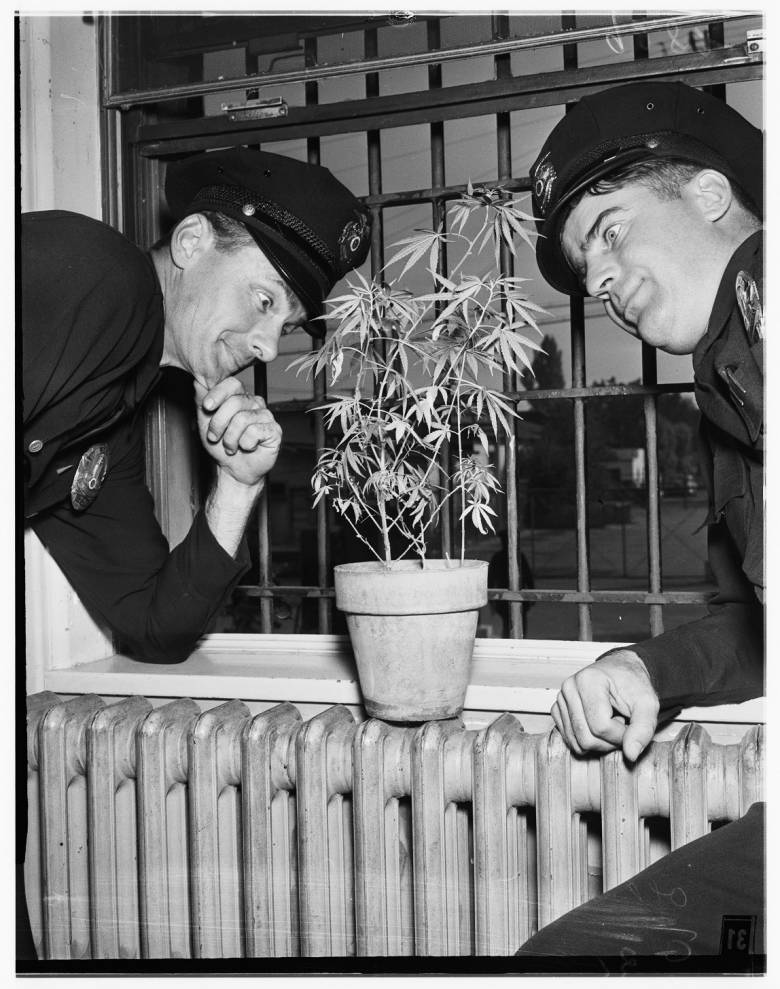 Marijuana_in_Van_Nuys_Jail_1951