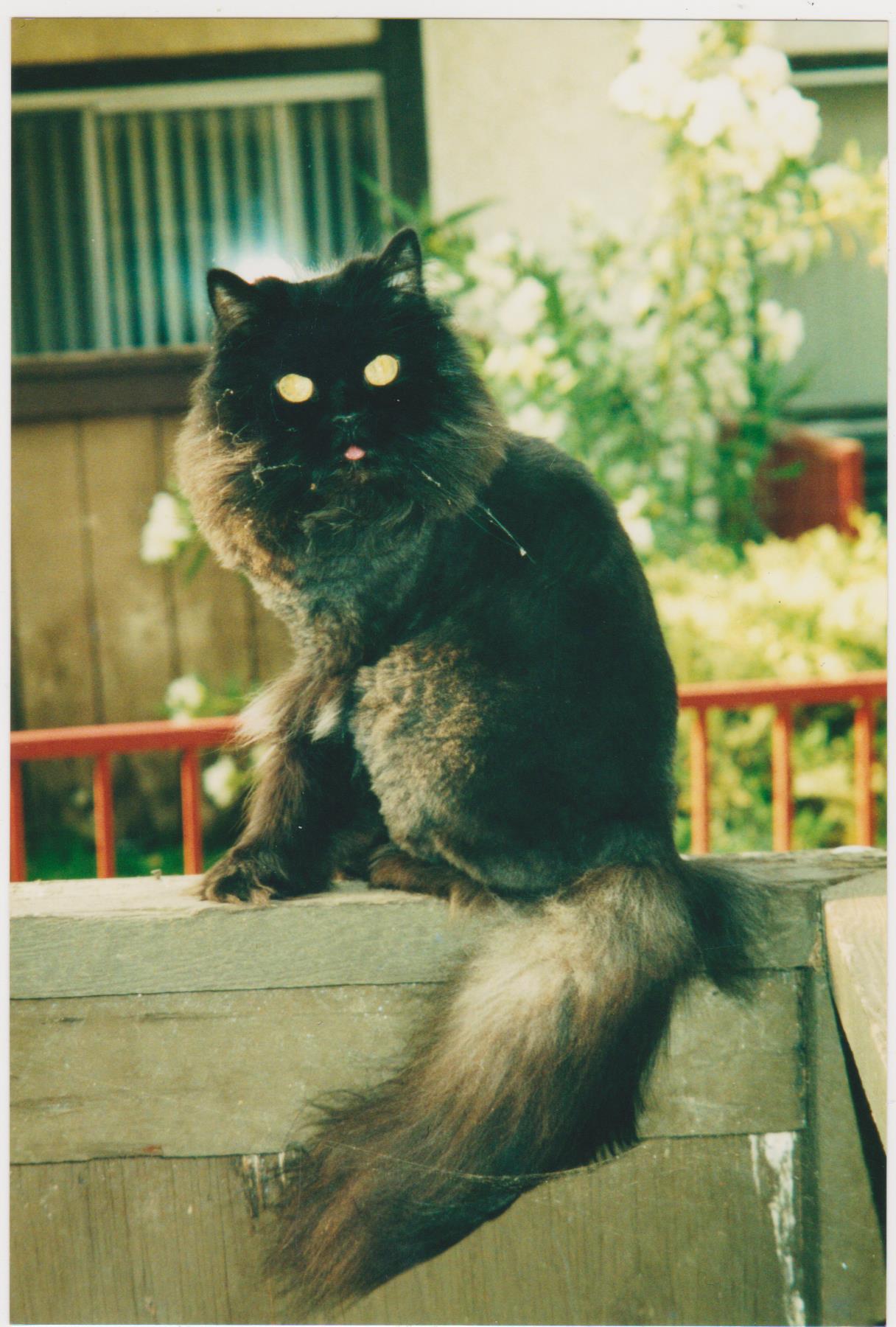  Cat  Shots Demonic Glowing  Eyed Cats And How To Photograph 