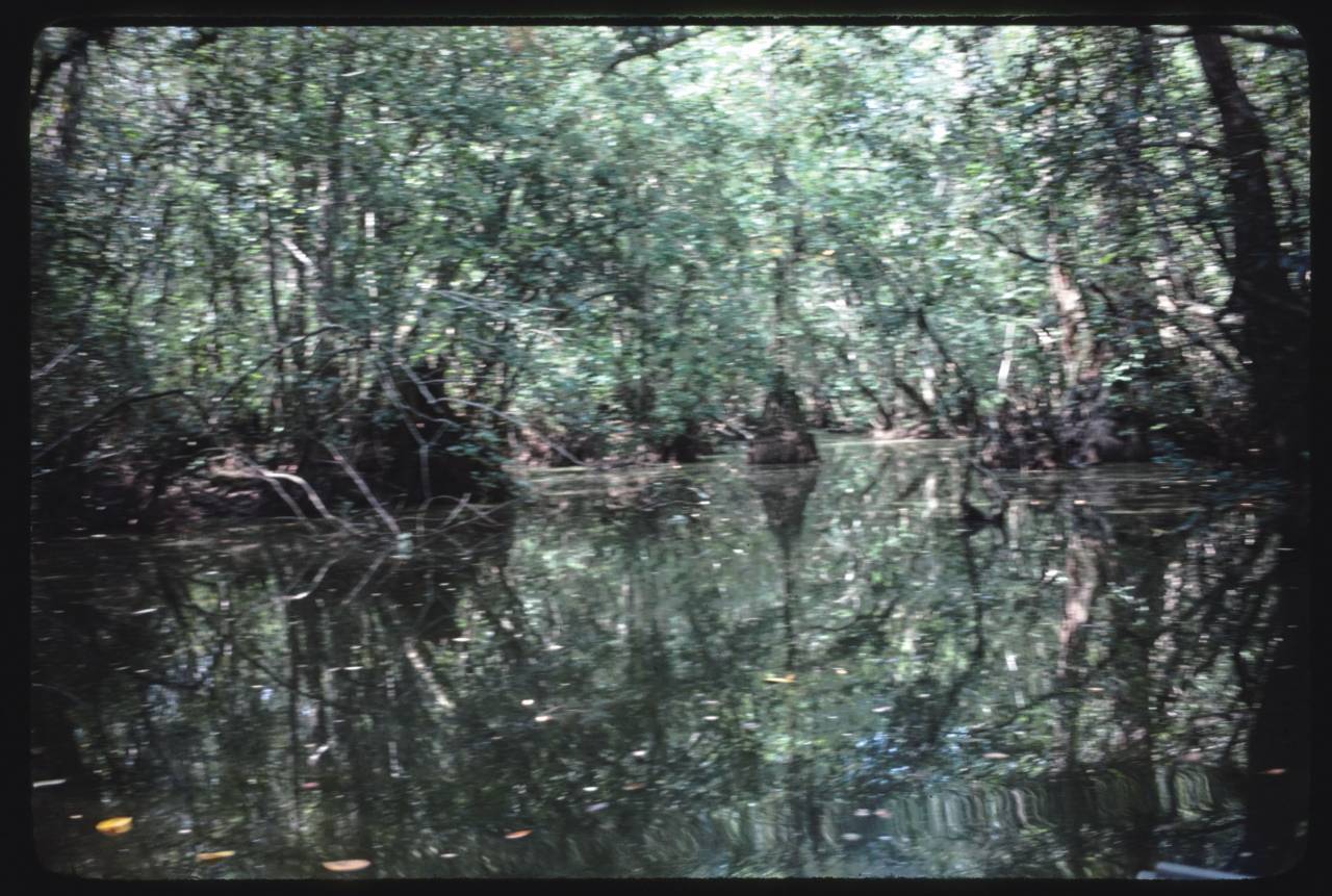 On the Alapaha River, northeast of Enigma, Georgia