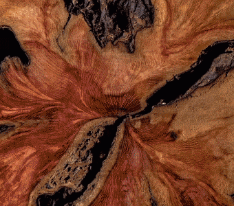 WoodSwimmer: A Mesmerising Stop-Motion Film Of A Tree’s Story Made By Cutting Through Wood