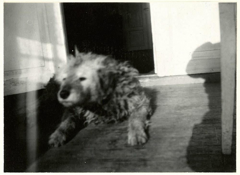 Edvard Munch, Munch’s Dog ‘Fips’, 1930