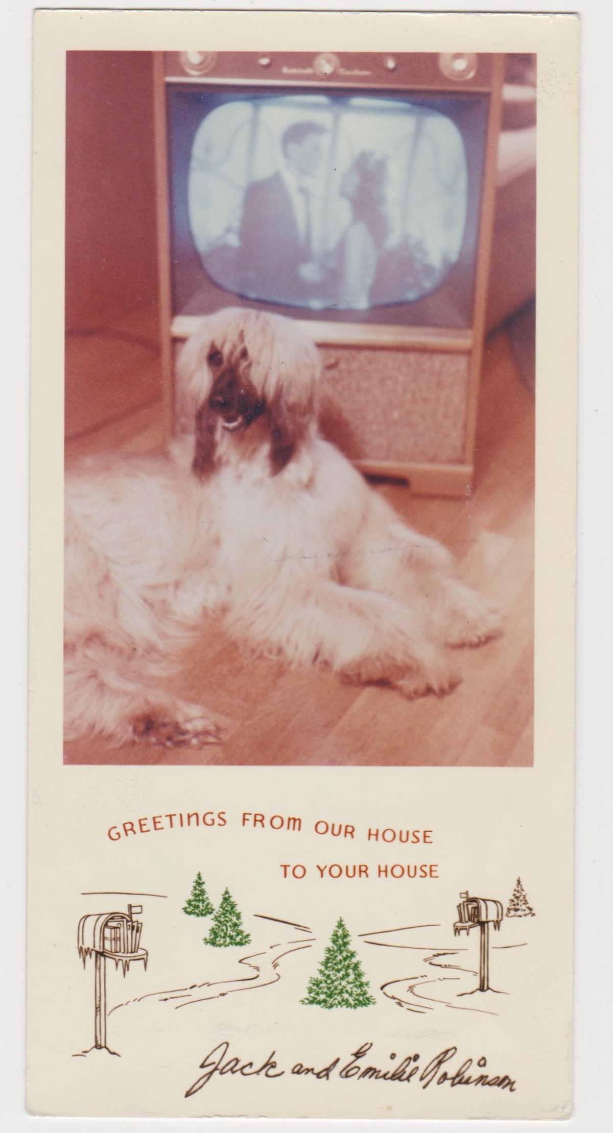 Family Pets in Holiday Greeting Cards
