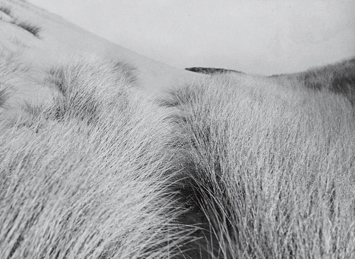 Sans titre (Herbe des dunes) vers 1931 Raoul Hausmann