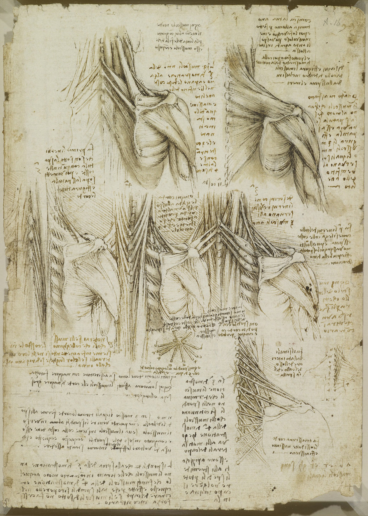 Body Maps Leonardo da Vinci's Anatomical Drawings Flashbak