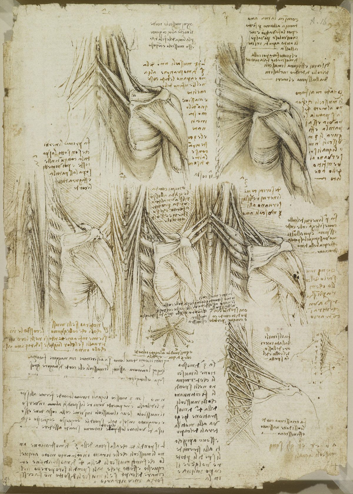 Anatomical Drawings By Leonardo Da Vinci At Keith Joseph Blog