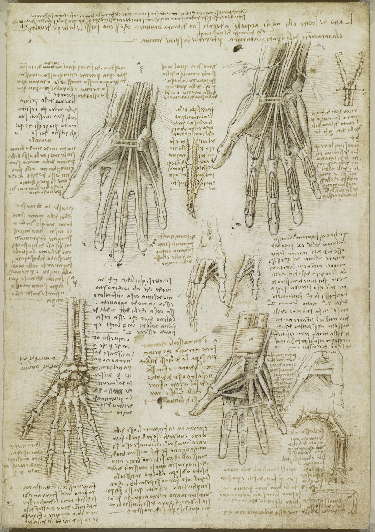 da vinci drawings anatomy