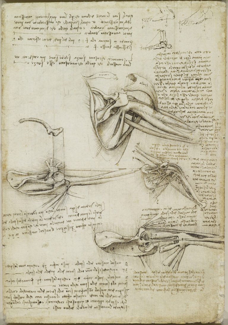 da vinci drawings anatomy