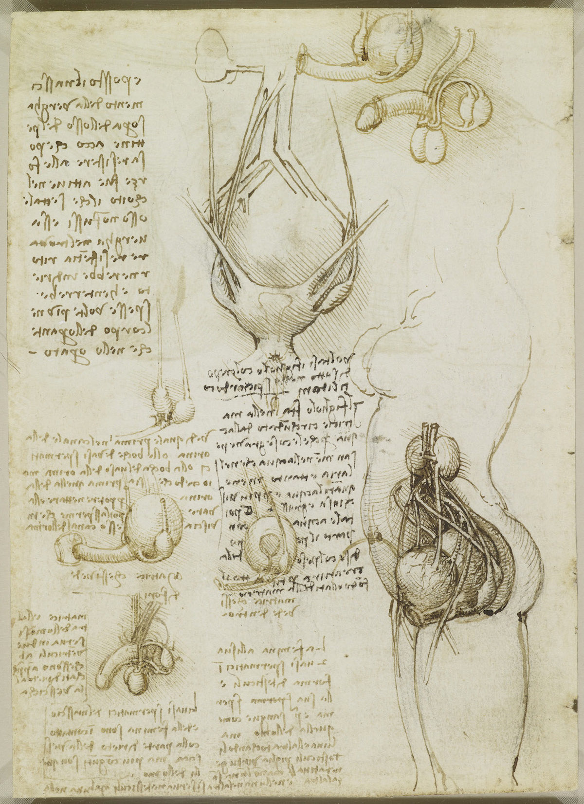 da vinci drawings anatomy