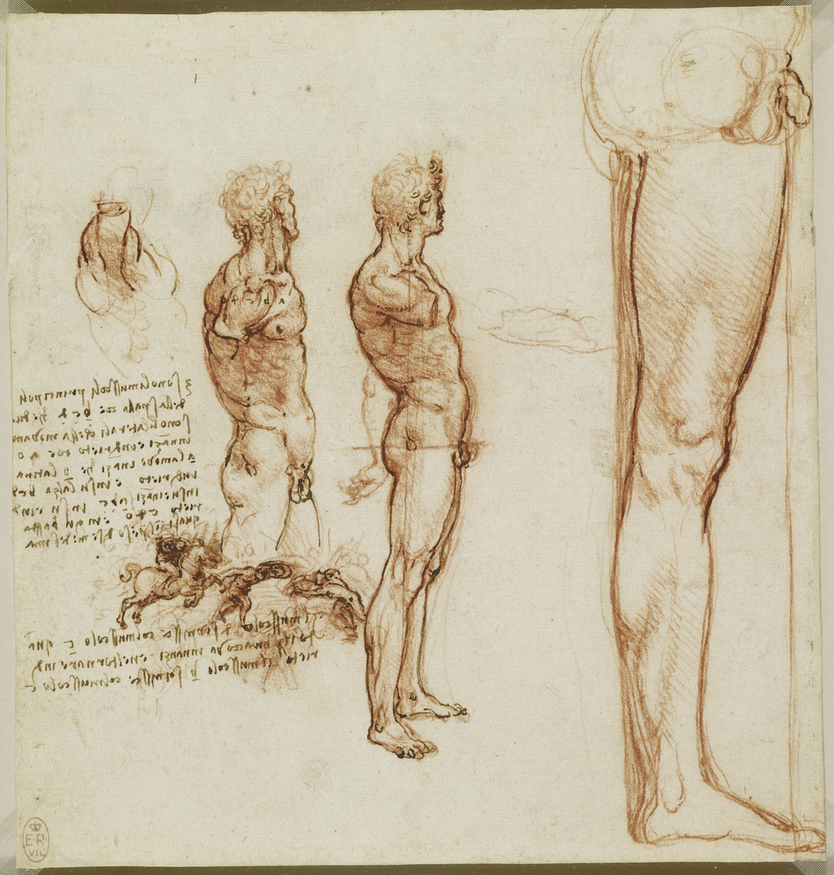 The muscles of the shoulder, torso and leg c.1504-6