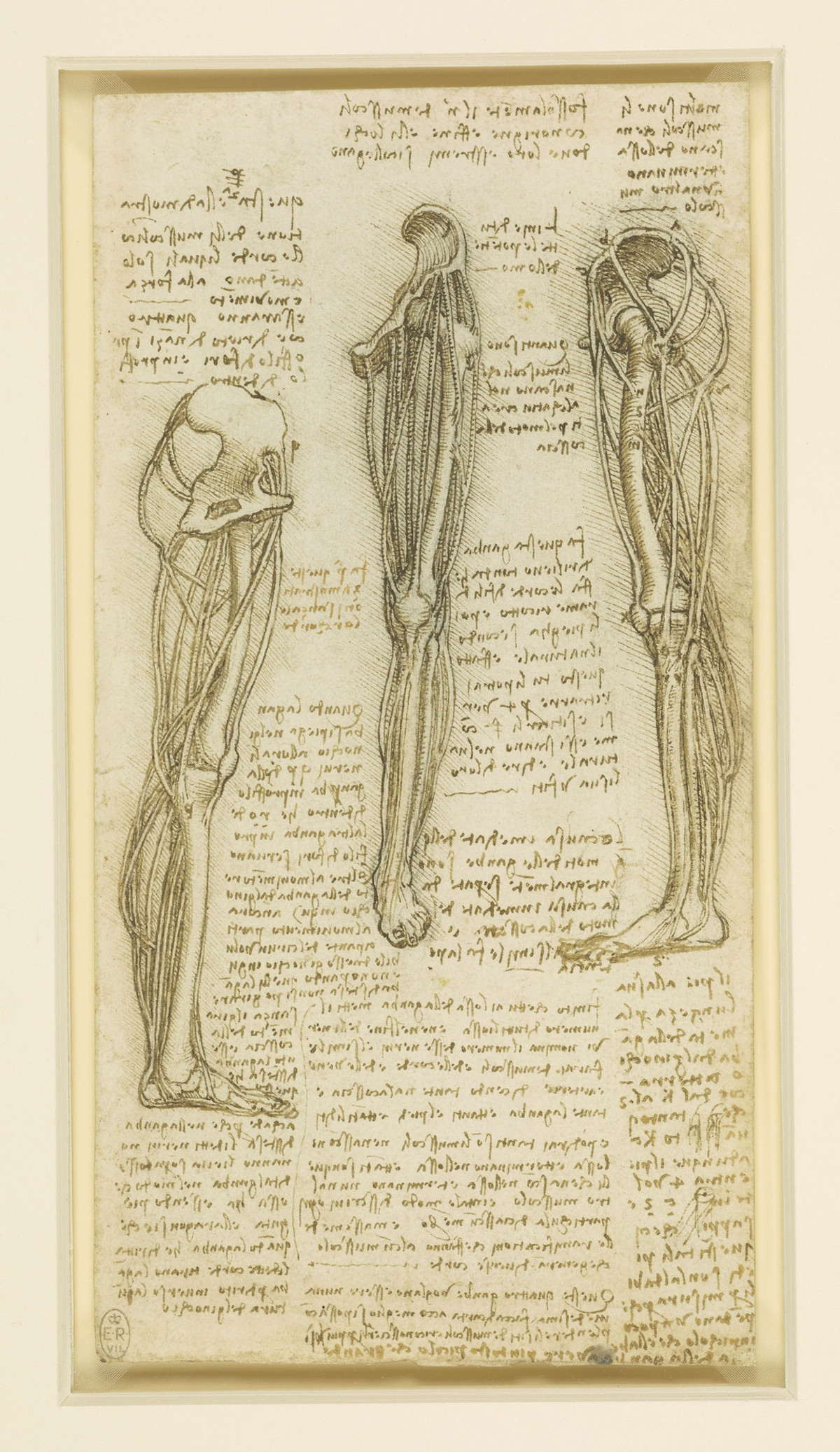 Leonardo Da Vinci Sketches Anatomy