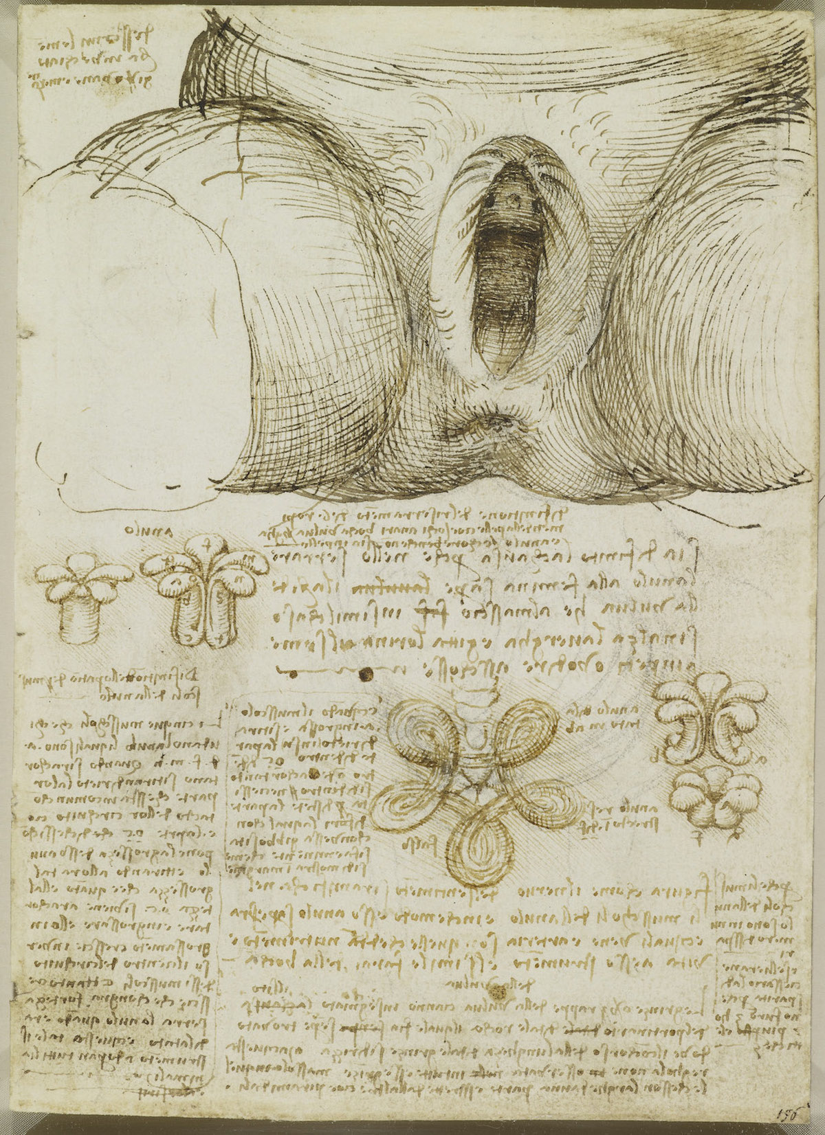 The male and female reproductive systems c.1508
