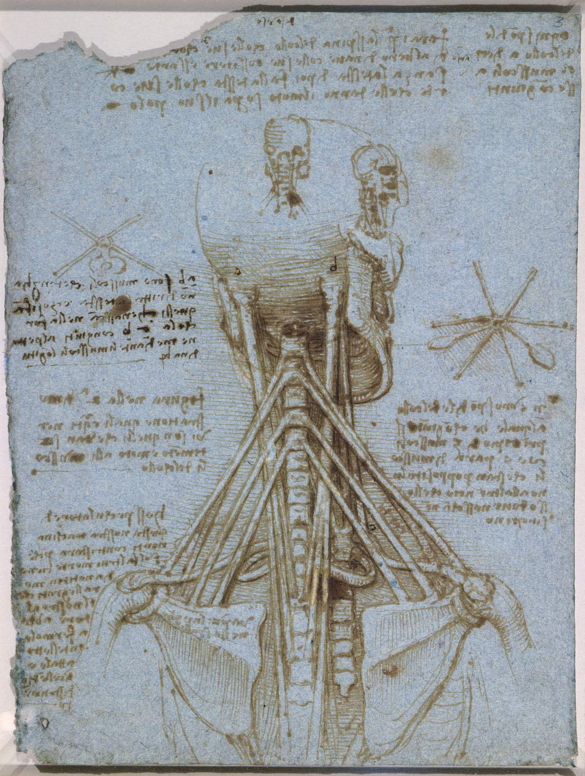 Anatomy Drawings By Leonardo Da Vinci