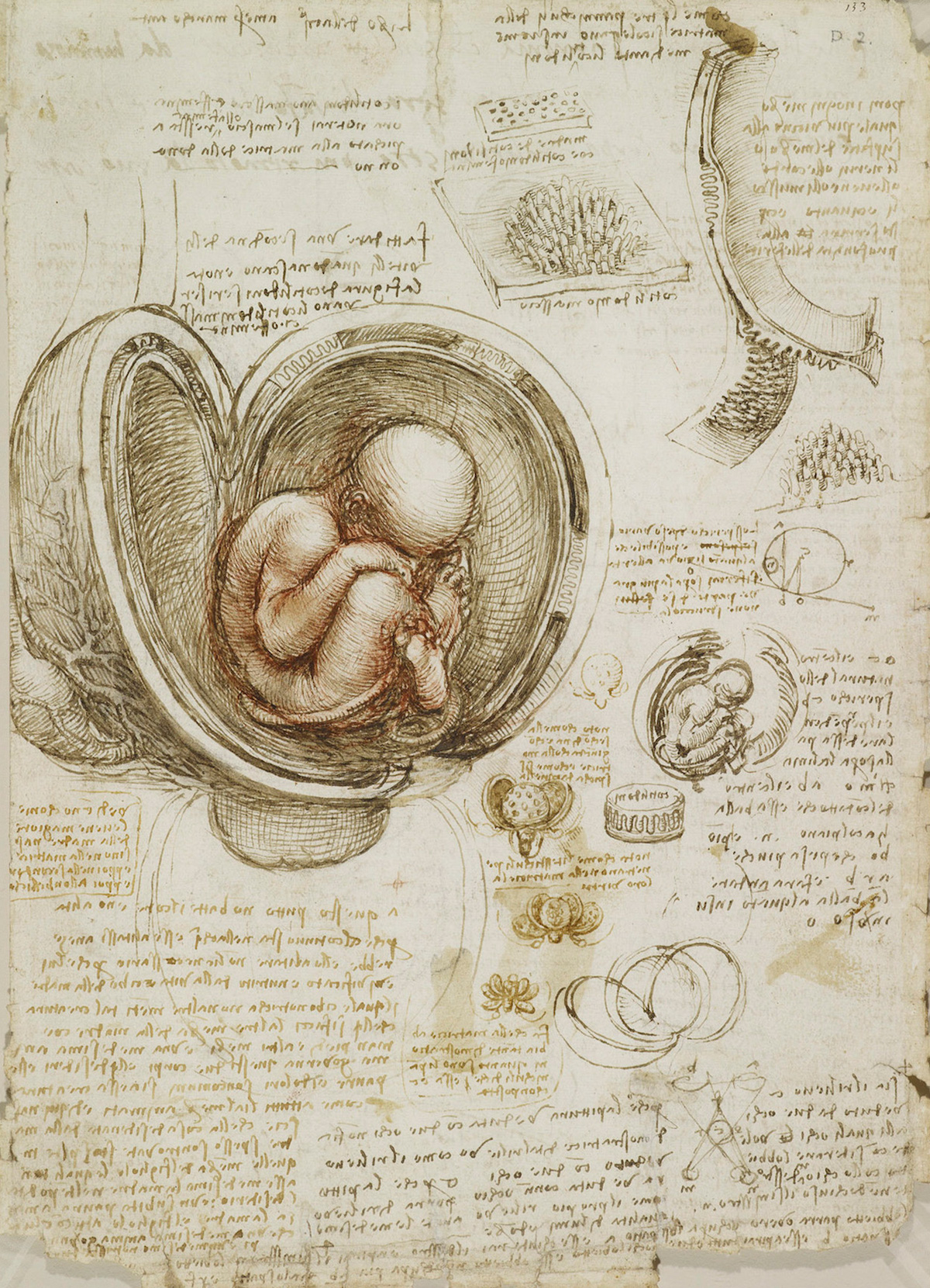 Recto: Studies Of The Foetus In The Womb. Verso: Notes On Reproduction,  With Sketches Of A Foetus In Utero, Etc - Flashbak