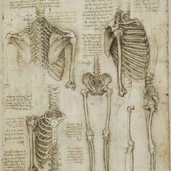 Recto: The skeleton. Verso: The muscles of the face and arm, and the ...