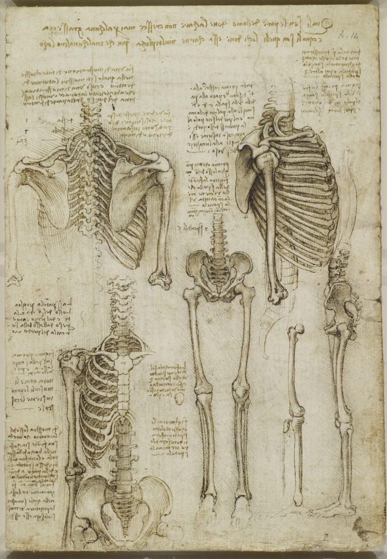 Body Maps: Leonardo Da Vinci's Anatomical Drawings - Flashbak