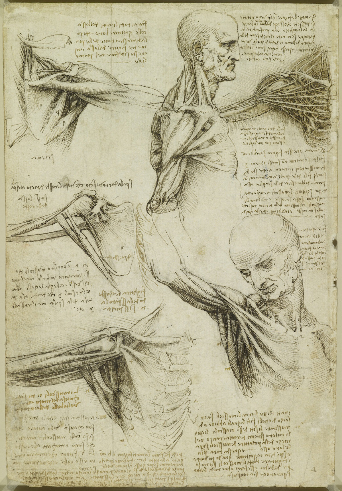 Body Maps Leonardo Da Vinci S Anatomical Drawings Flashbak