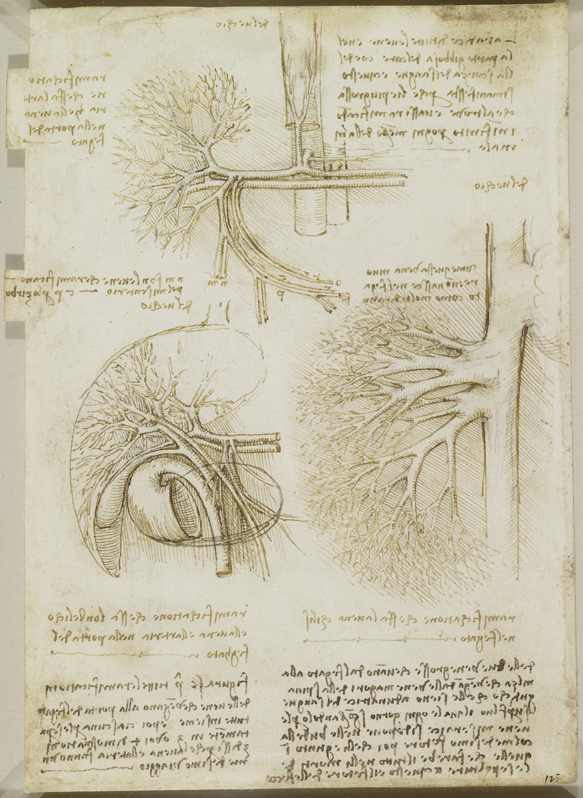 Body Maps: Leonardo da Vinci's Anatomical Drawings - Flashbak