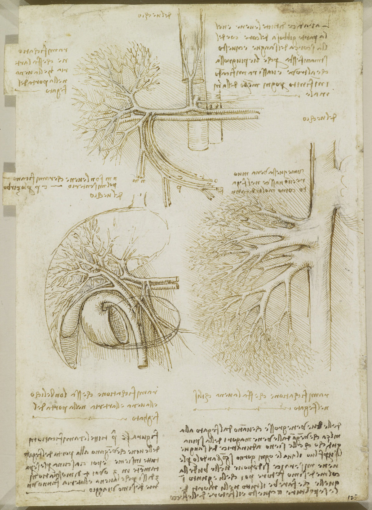 Recto: The Vessels And Nerves Of The Neck. Verso: The Vessels Of The Liver  - Flashbak