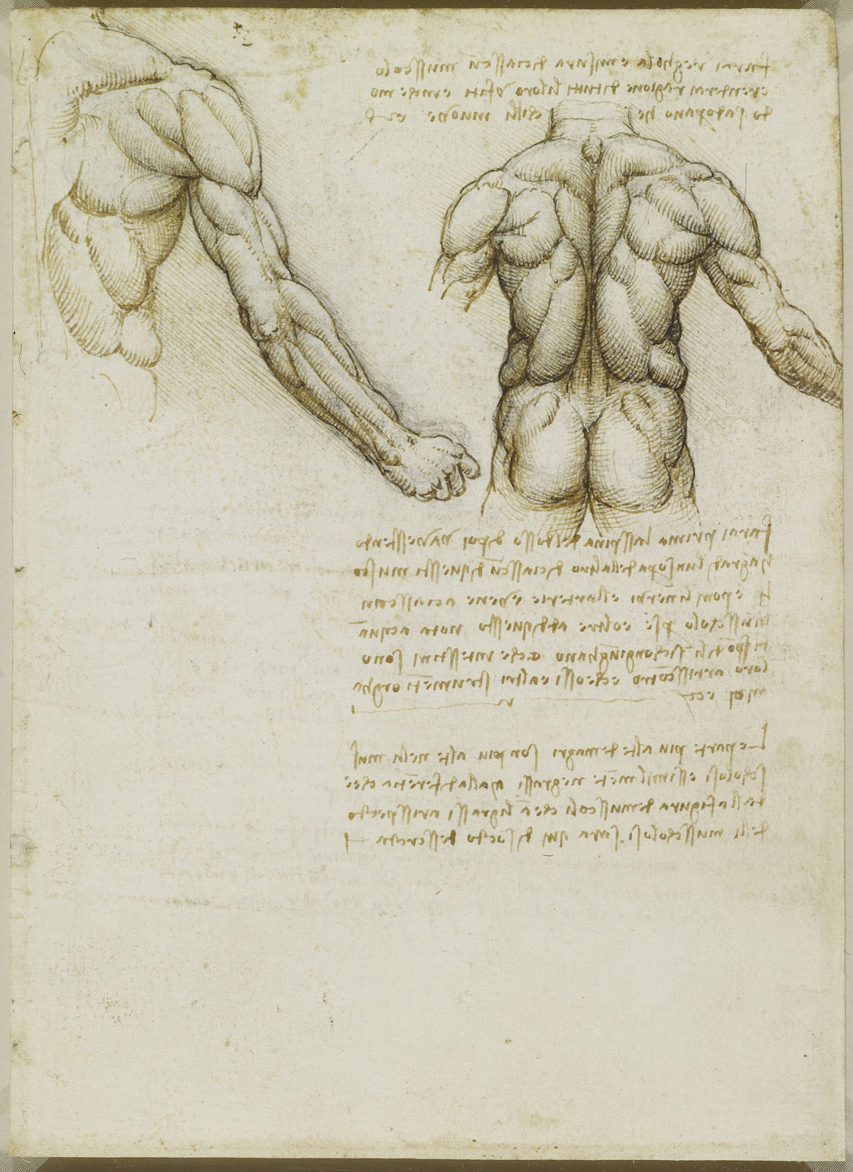 The muscles of the back and arm. Verso: Studies of the intercostal muscles c.1508