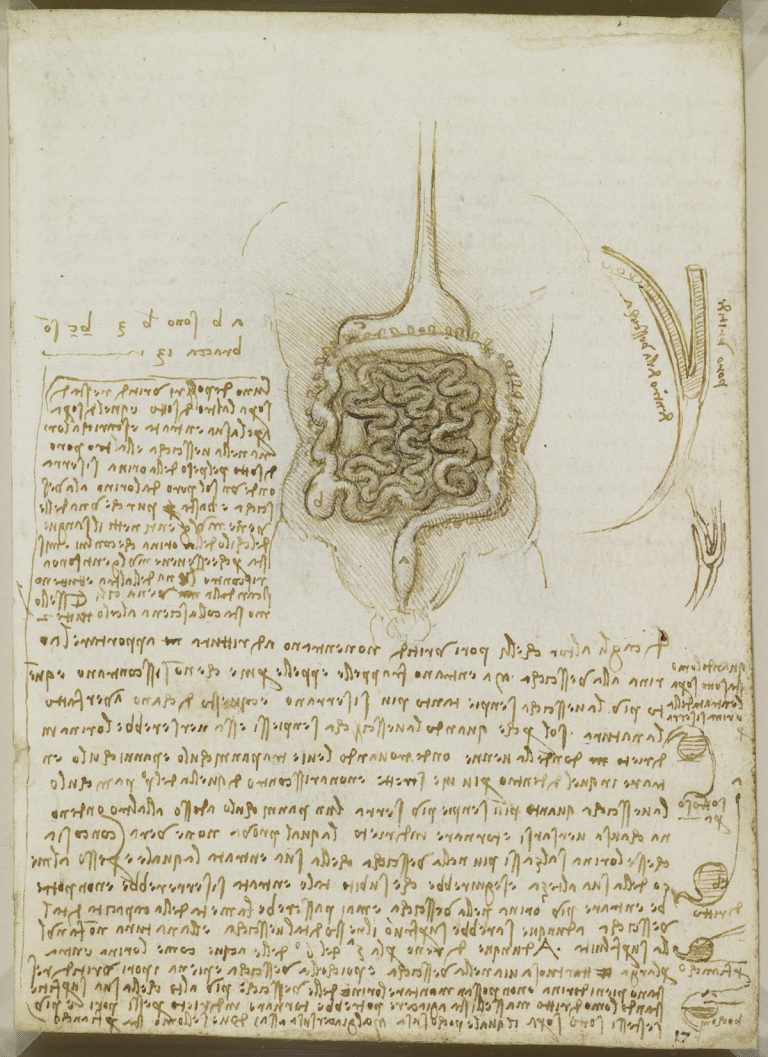 Body Maps: Leonardo da Vinci's Anatomical Drawings - Flashbak