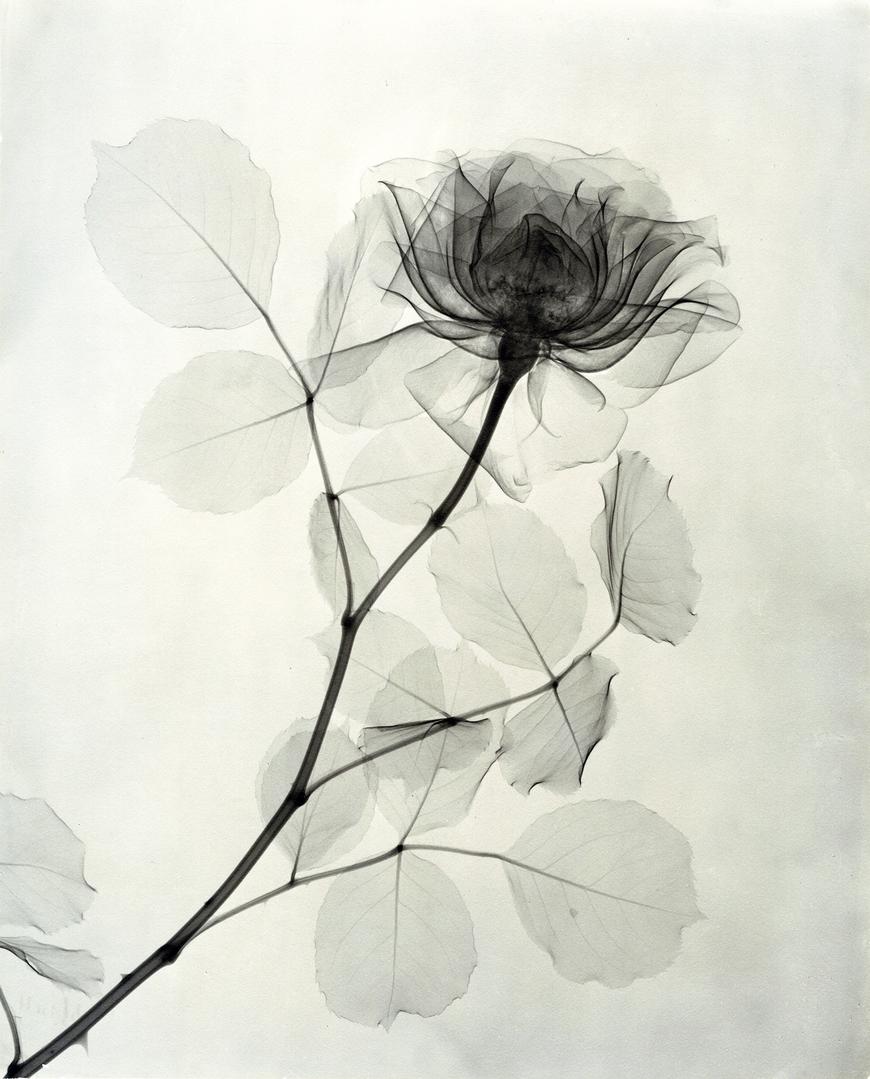 Gorgeous Minimalist Flower X,Rays From The 1930s , Flashbak