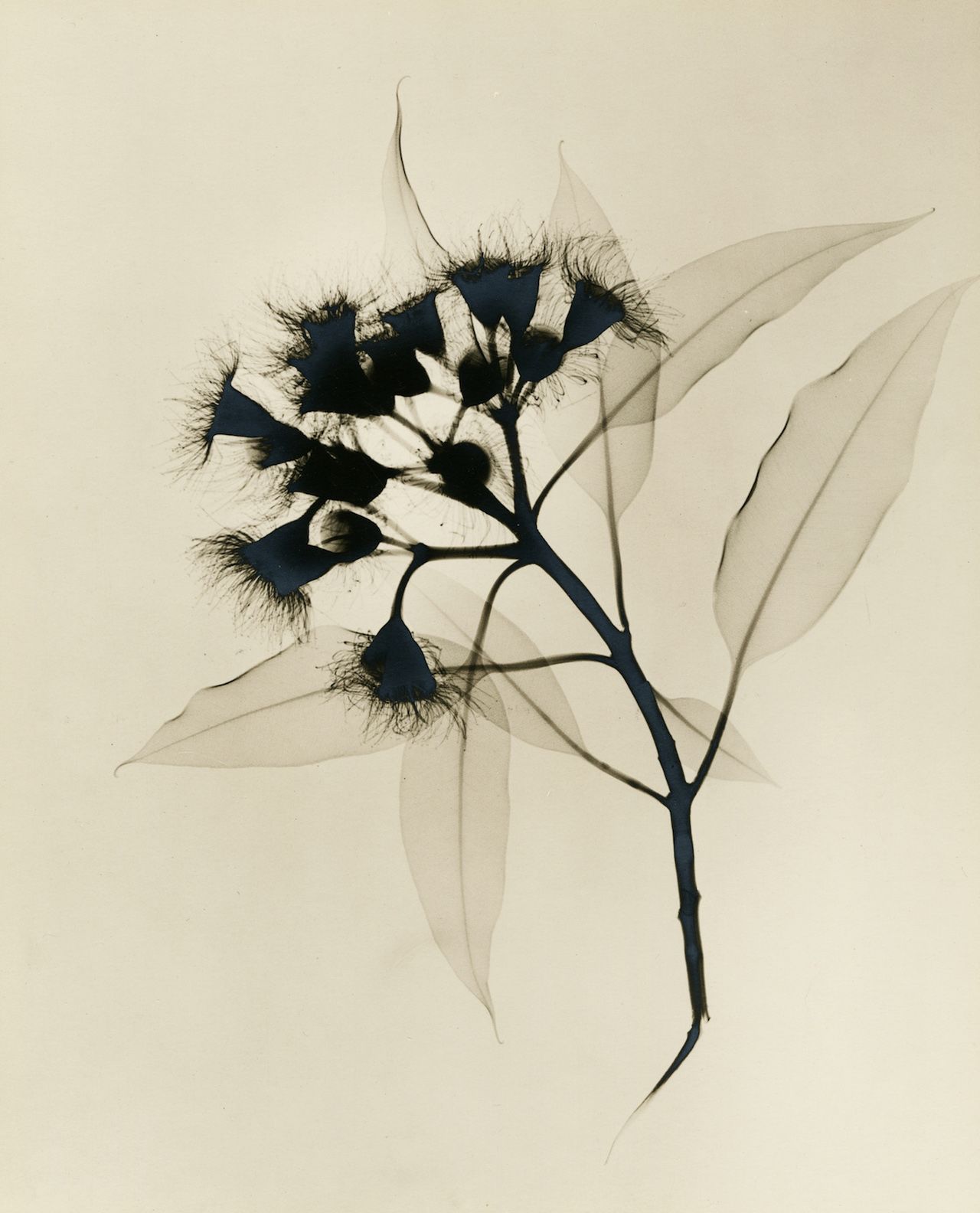 Dr.-Dain-L.-Tasker-Eucalyptus-X-ray-c.1930s