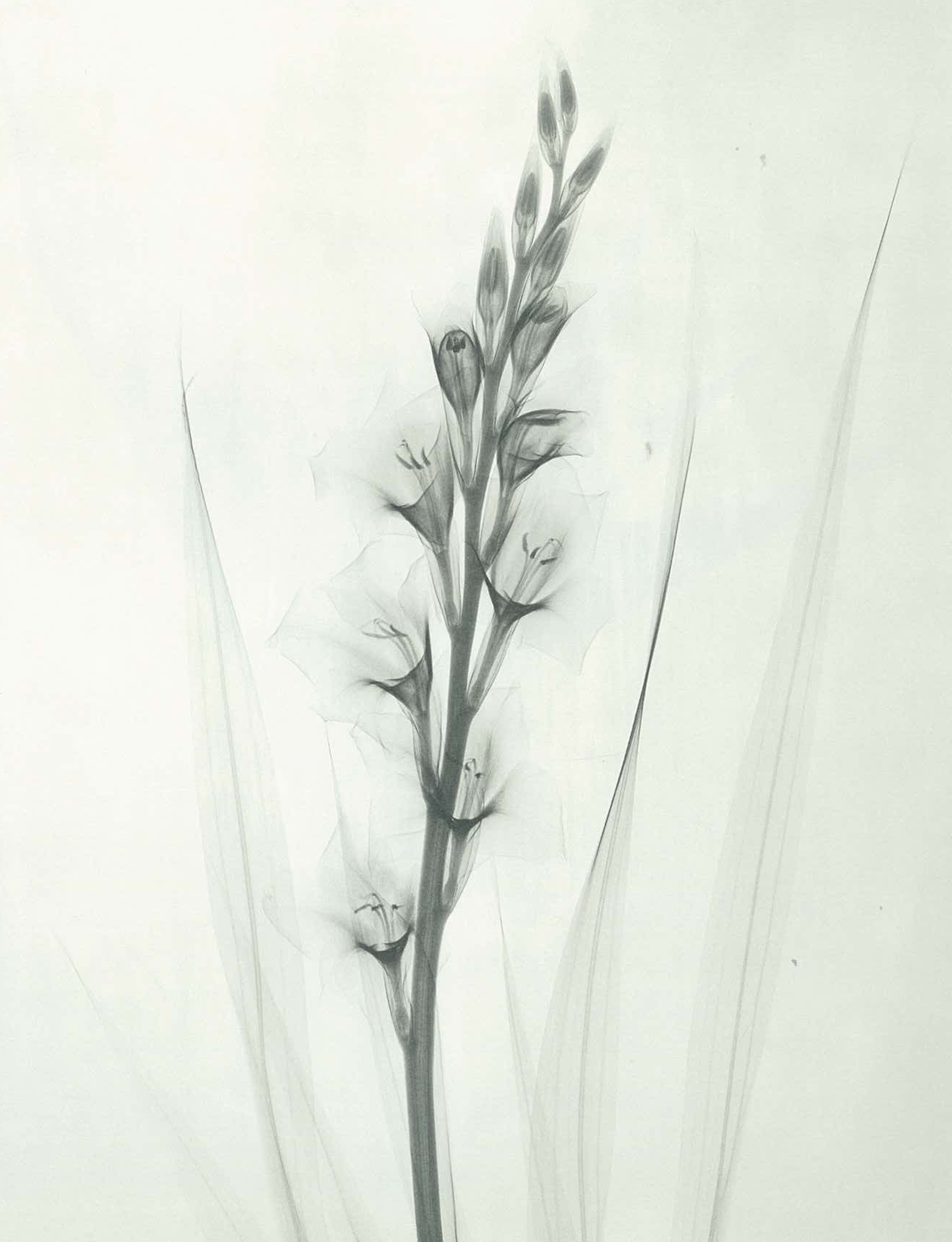 Dr. Dain L. Tasker, Flower X-Rays,Los Angeles