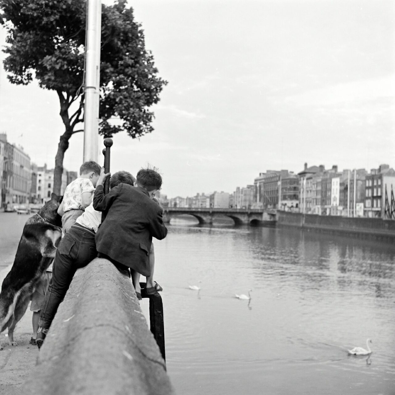 Ireland 1960s, A bunch of fascinated boys, and their equally engaged alsatian dog study something in the River Liffey at Upper Ormond Quay, Dublin. Photographer: Elinor Wiltshire Date: 1964