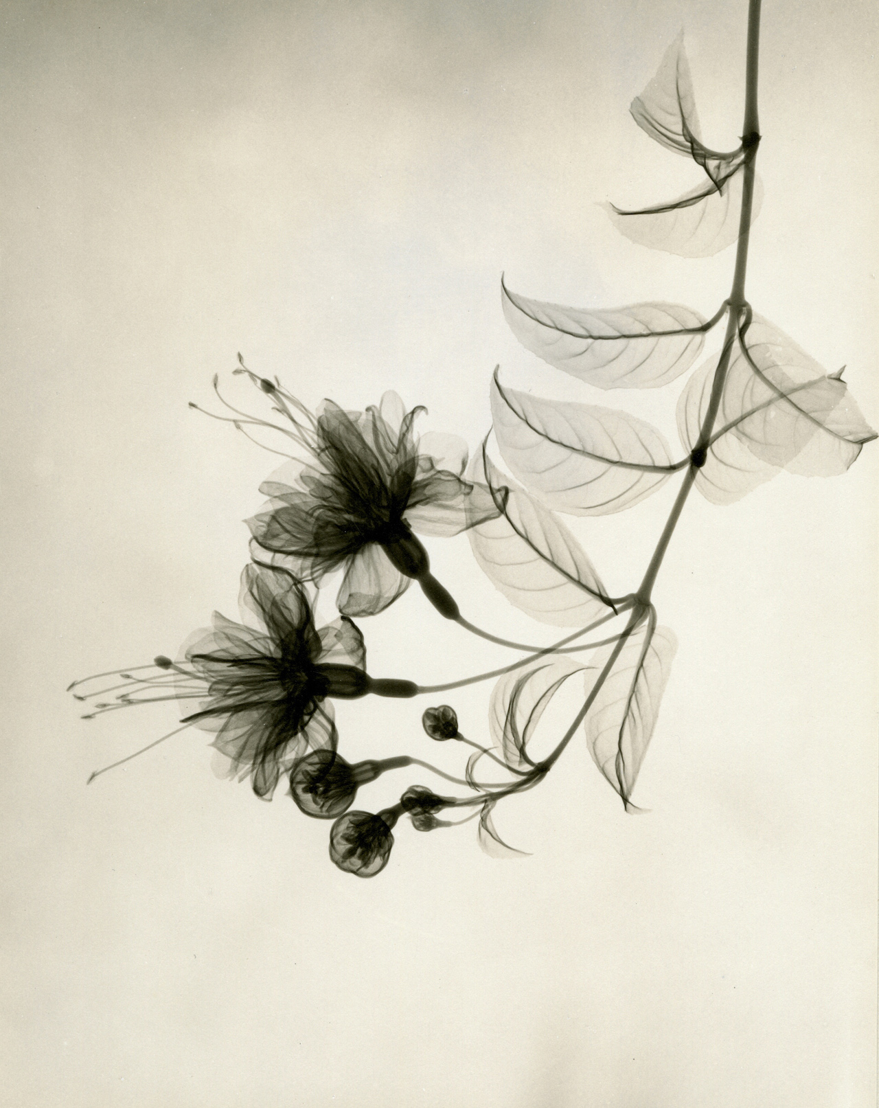 Tasker-Fuschia-1938, Dr. Dain L. Tasker, Flower X-Rays,Los Angeles