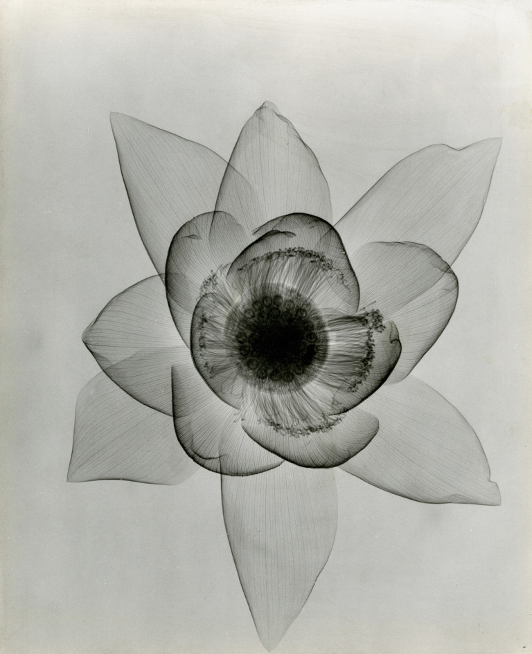 Tasker-Lotus-An-X-ray-c.-1930s