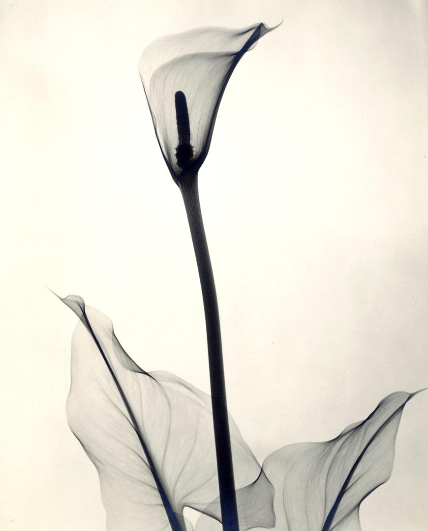 “Yellow Calla Lily,” 1938, vintage gelatin silver print, 11 3:8 x 9 1:4 inches