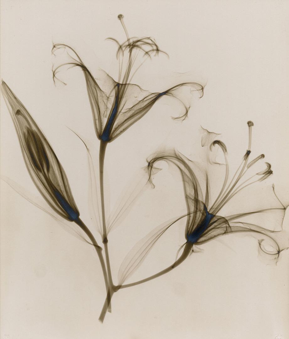 “untitled, (lily),” 1932, vintage gelatin silver print, 11 1/4 x 9 inches
