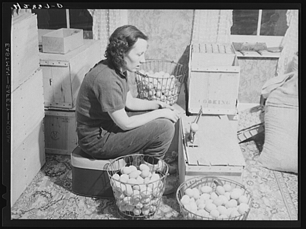 Mrs. Richard Carter, poultry farmer of Middleboro, Massachusetts. She runs the poultry business of one thousand while her husband drives a bulldozer at an Army camp nearby Dec 1940