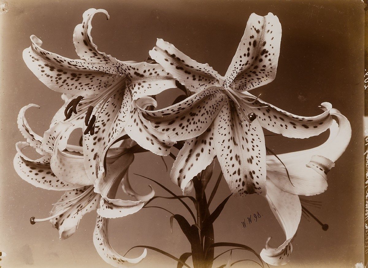 Johan Wilhelm Weimar introduces viewers to incredibly striking work from his 1901 Herbarium.