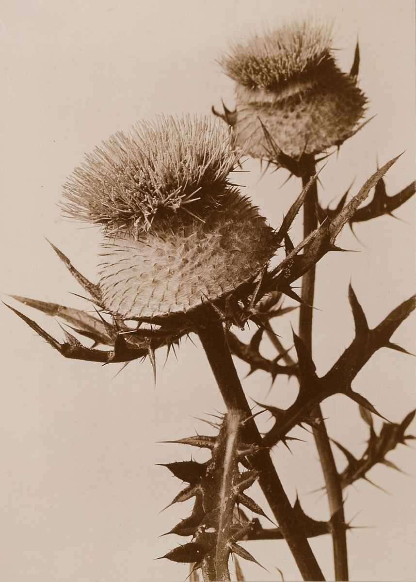  Johan Wilhelm Weimar introduces viewers to incredibly striking work from his 1901 Herbarium.