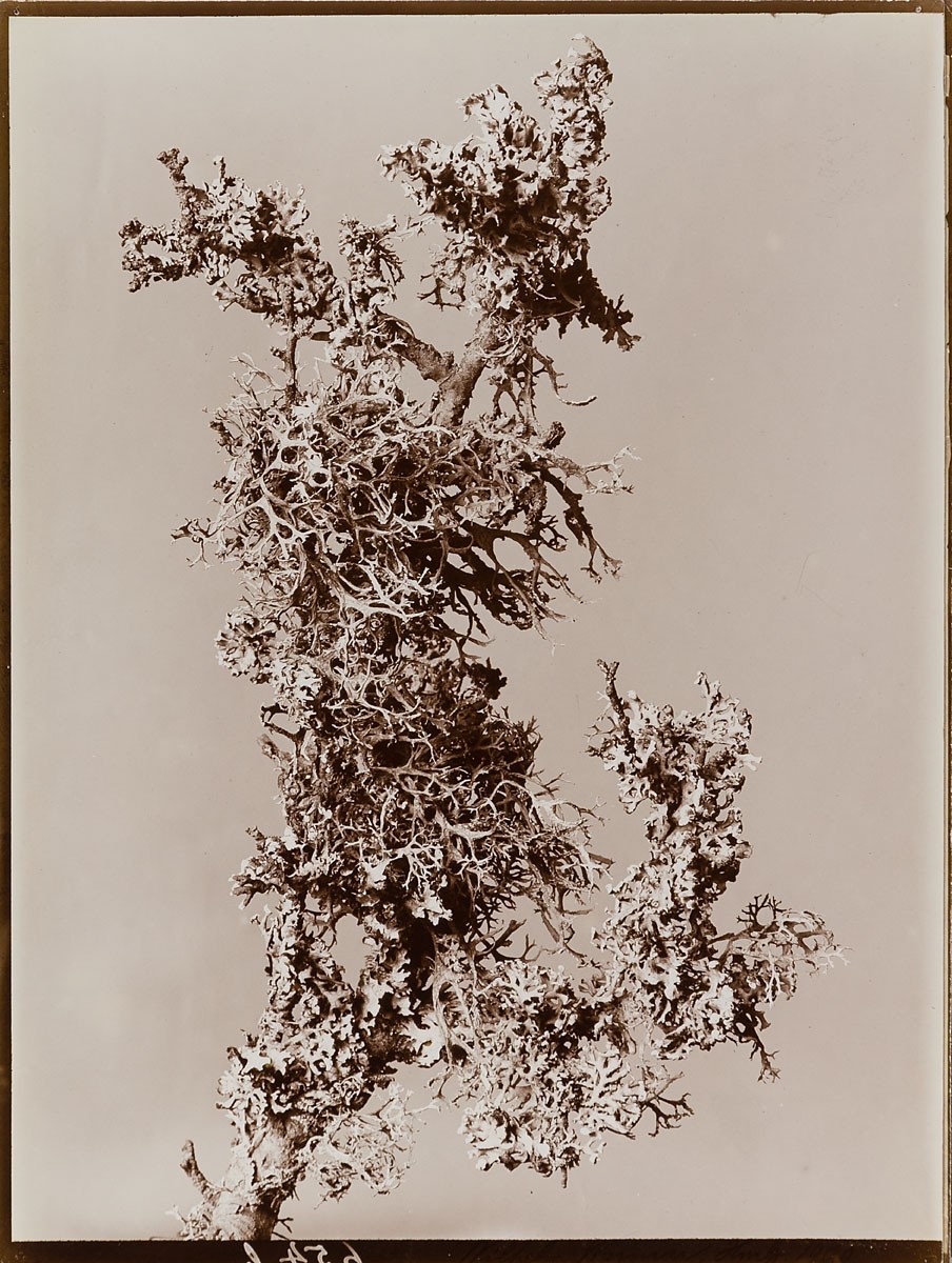  Johan Wilhelm Weimar introduces viewers to incredibly striking work from his 1901 Herbarium.