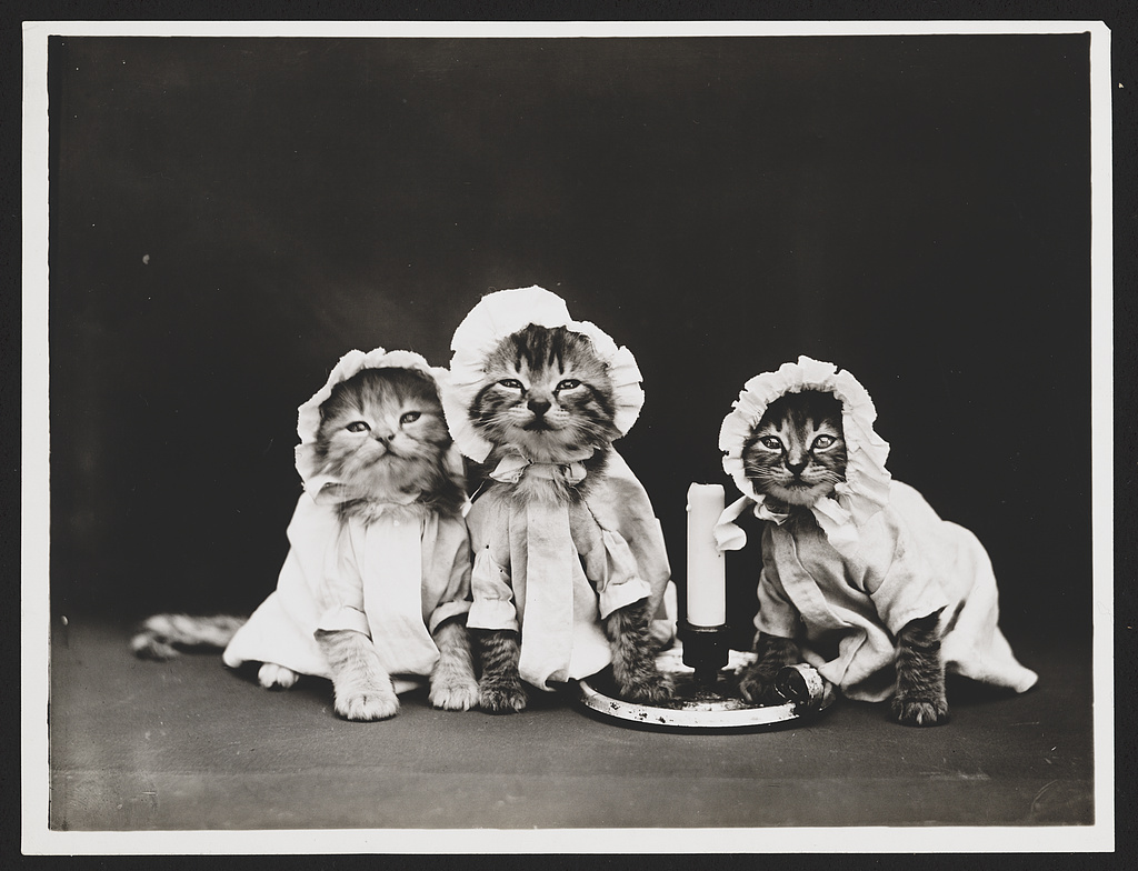 Harry Whittier Frees cats in human clothes