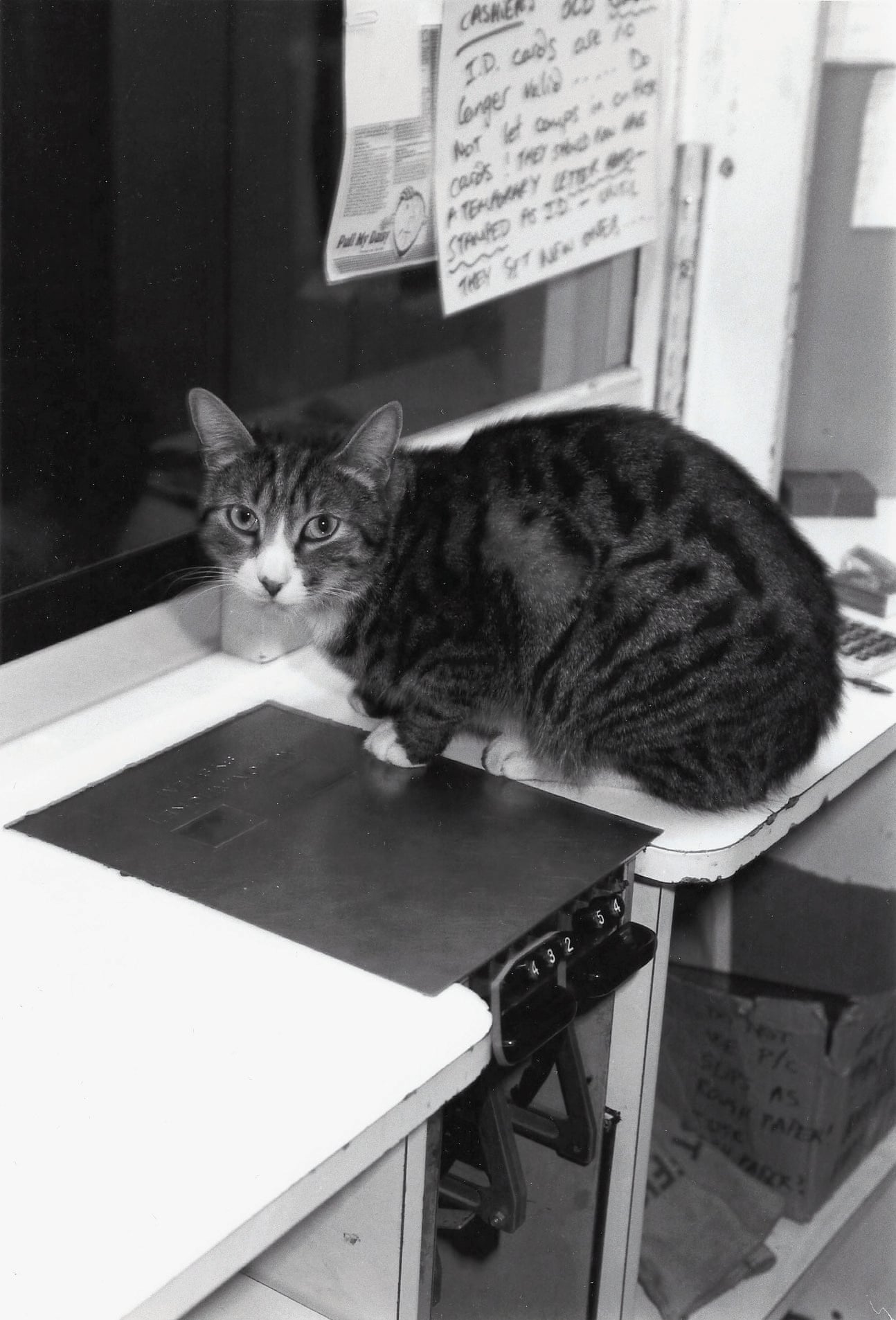 Huston, the cinema’s cat, 1987 Photograph- Mair Payne