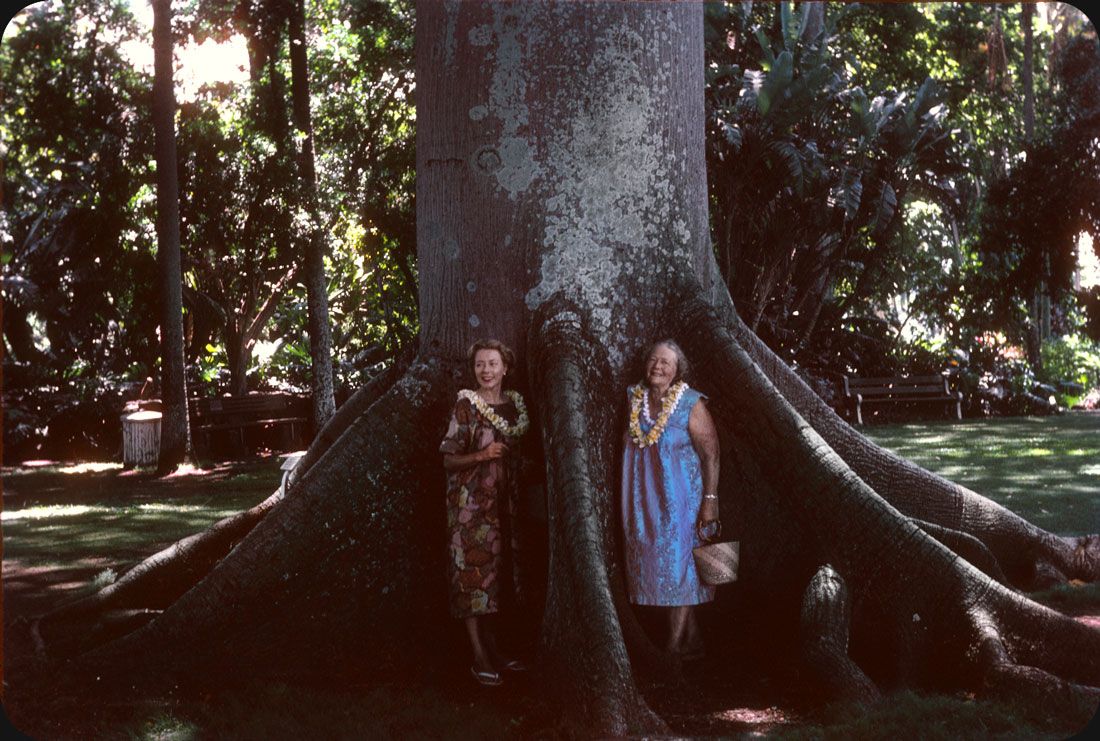 Big Tree, Hawaii – 1962