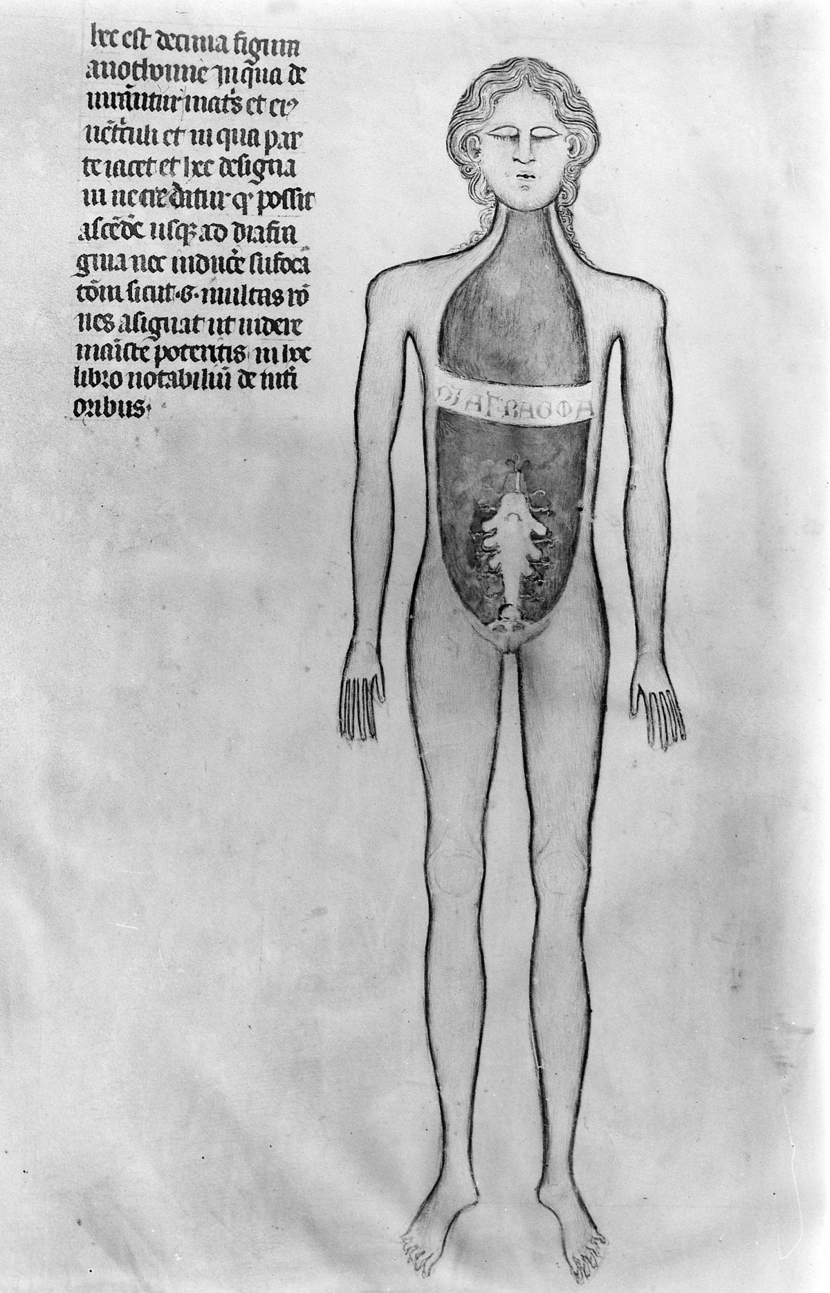 Anatomical plate from Guido de Vigevano