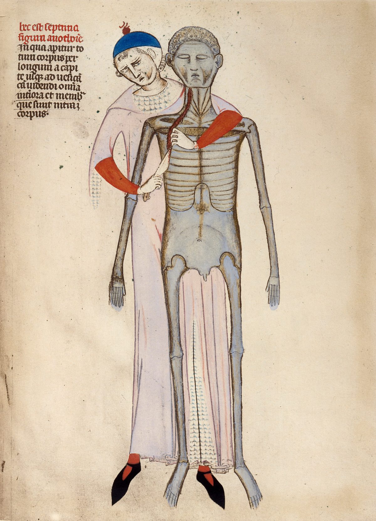 Anatomical plate from Guido de Vigevano