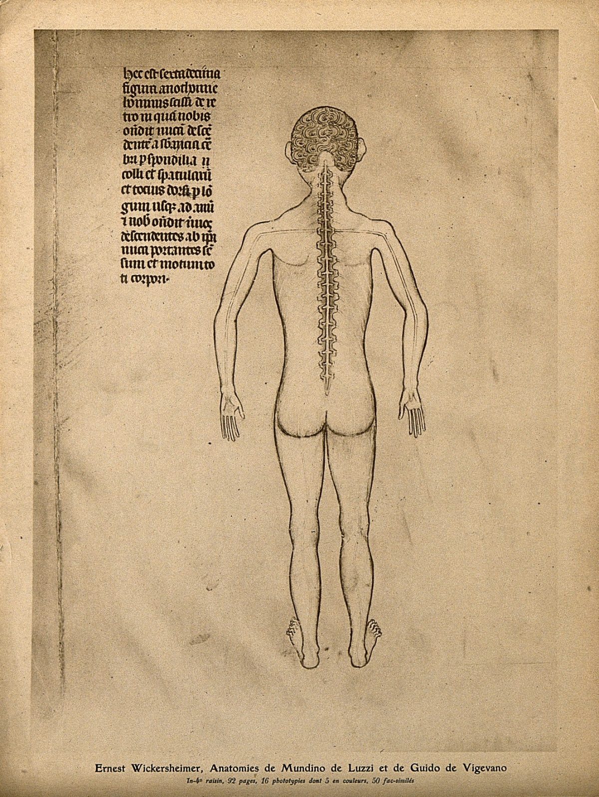 Anatomical plate from Guido de Vigevano