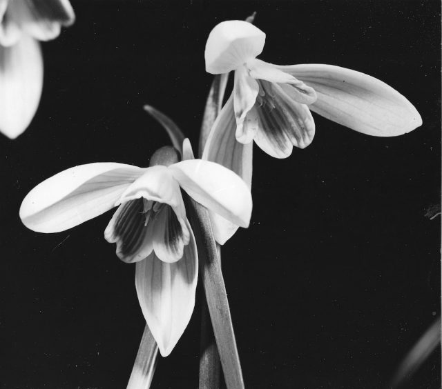 The Fairy At The Bottom Of The Garden: A Strange Face Appears In A ...