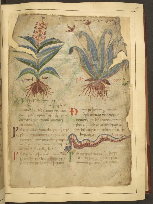 Illustrations From A 1000-Year-Old Guide To The Medicinal Use Of Plants ...