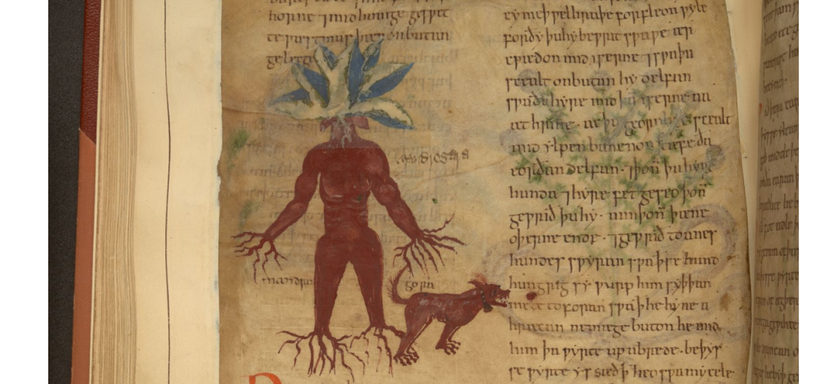 Cotton vitellius.c.iii herbal medieval medicine illustrations