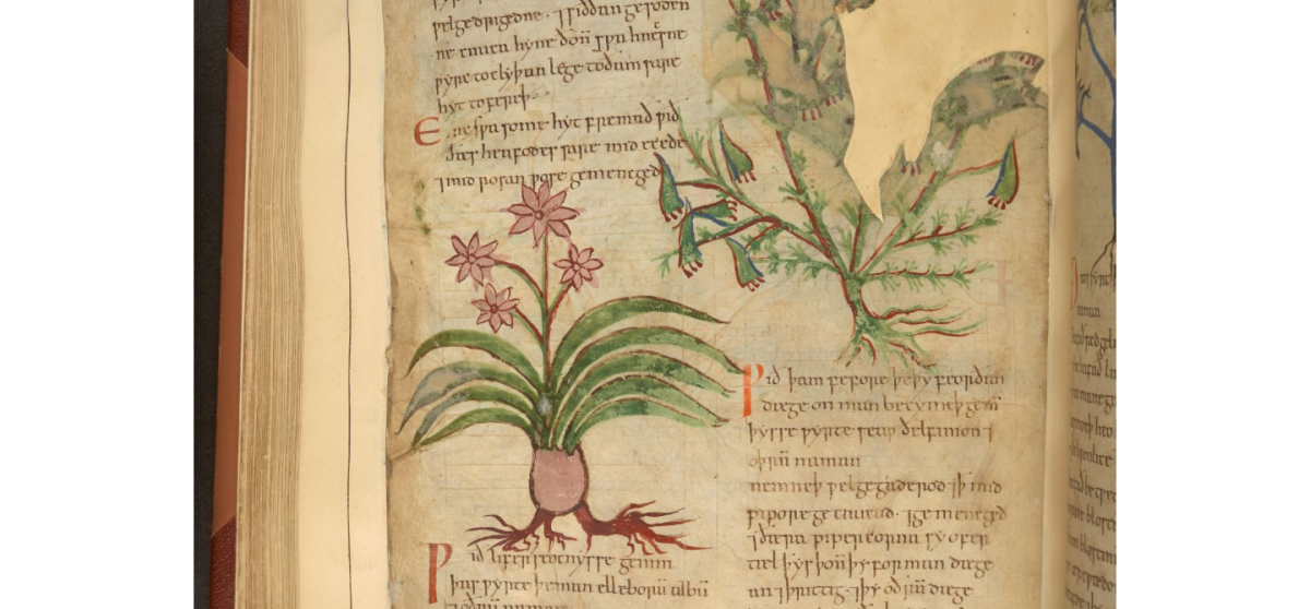 Cotton vitellius.c.iii herbal medieval medicine illustrations
