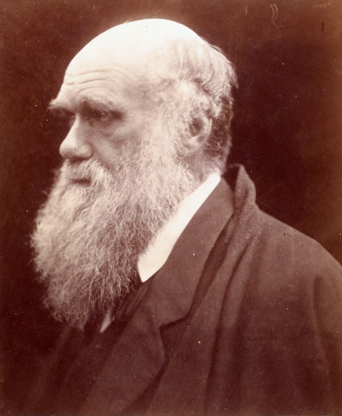 1875 Naturalist Charles Darwin.Julia Margaret Cameron portraits