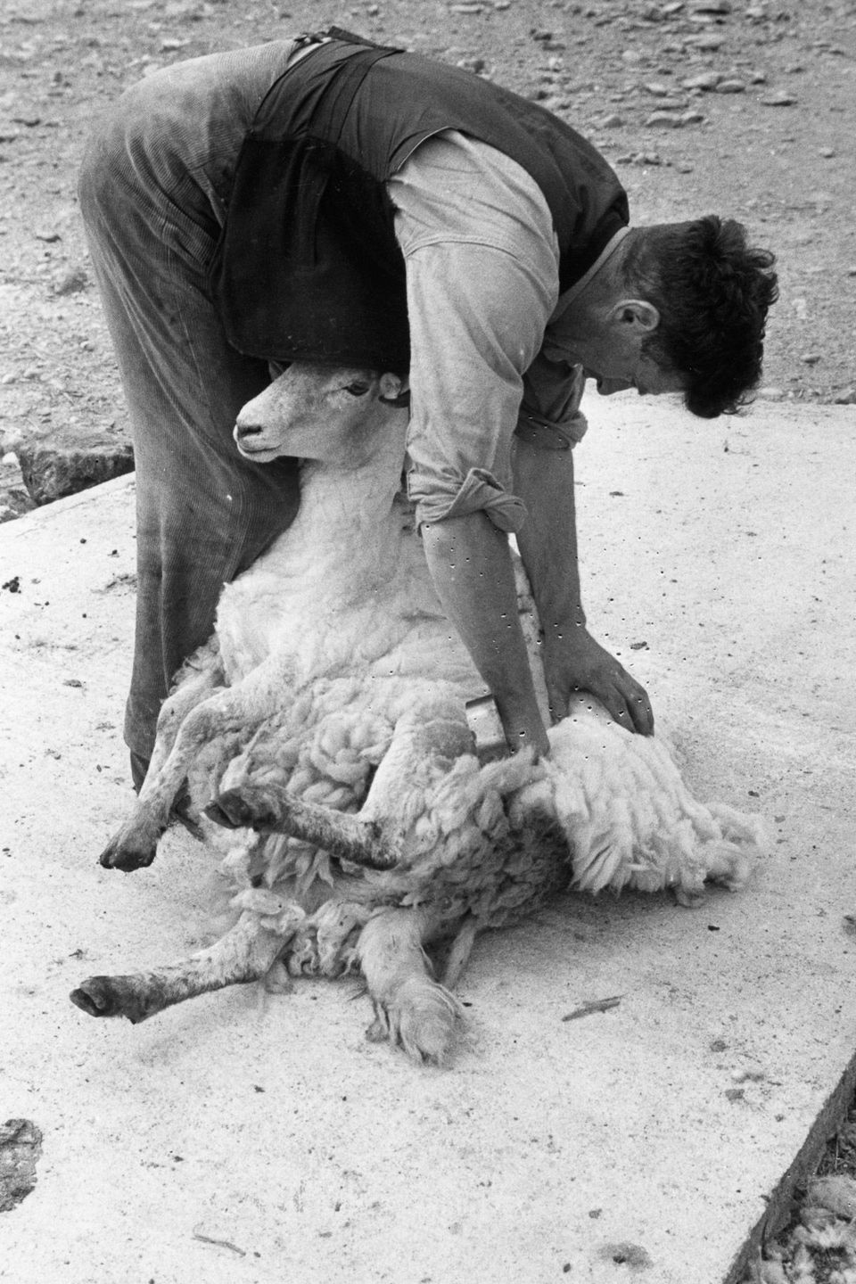 Wales 1951 farm sheep Snowdonia