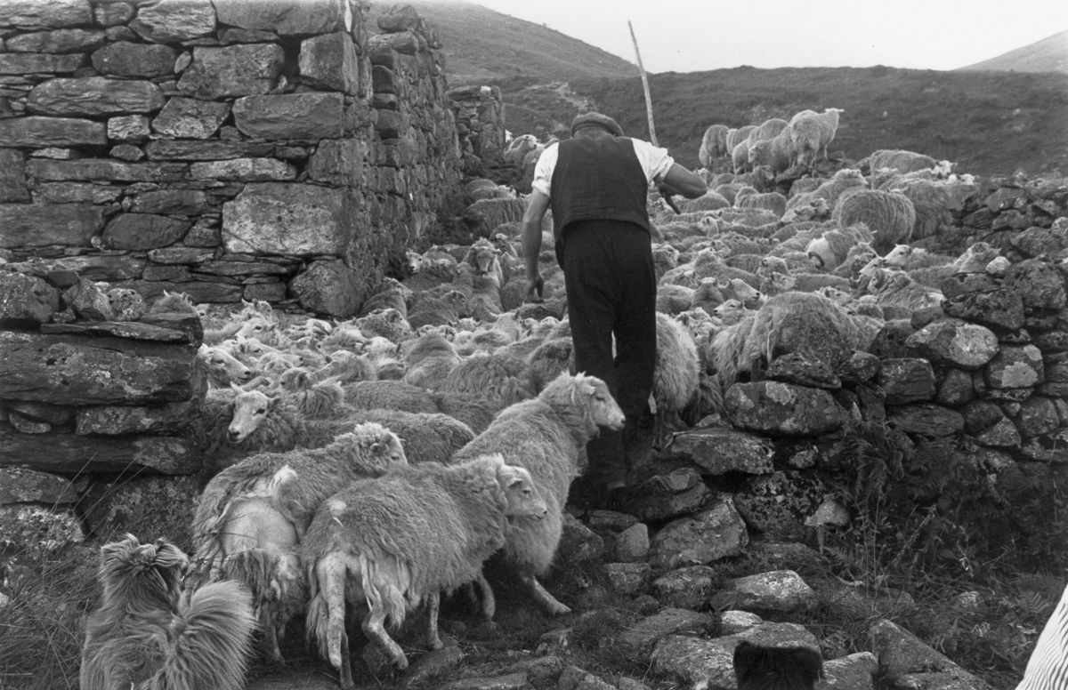 Wales 1951 farm sheep Snowdonia